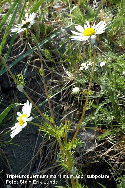 Nordlig strandbalderbraa